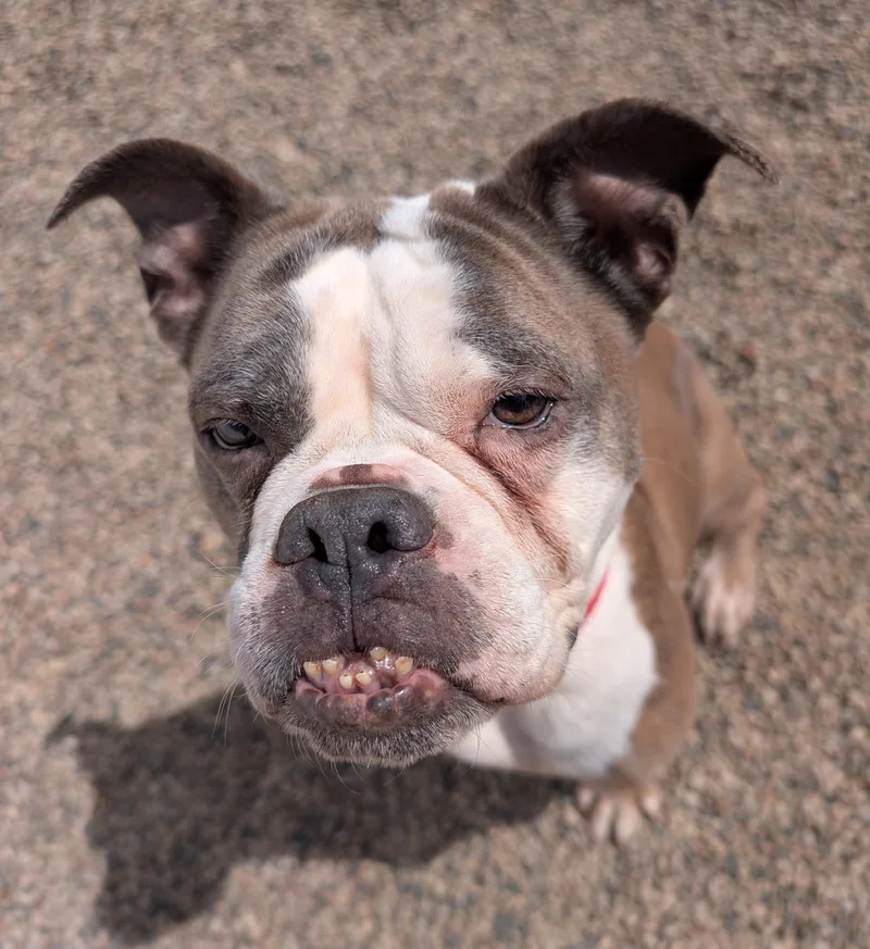 A senior medium-sized female White / Cream English Bulldog dog named Tulip for adoption in New Ulm, MN