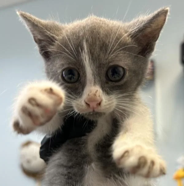 A baby small-sized male Domestic Short Hair cat named Frisbee for adoption in San Diego, CA