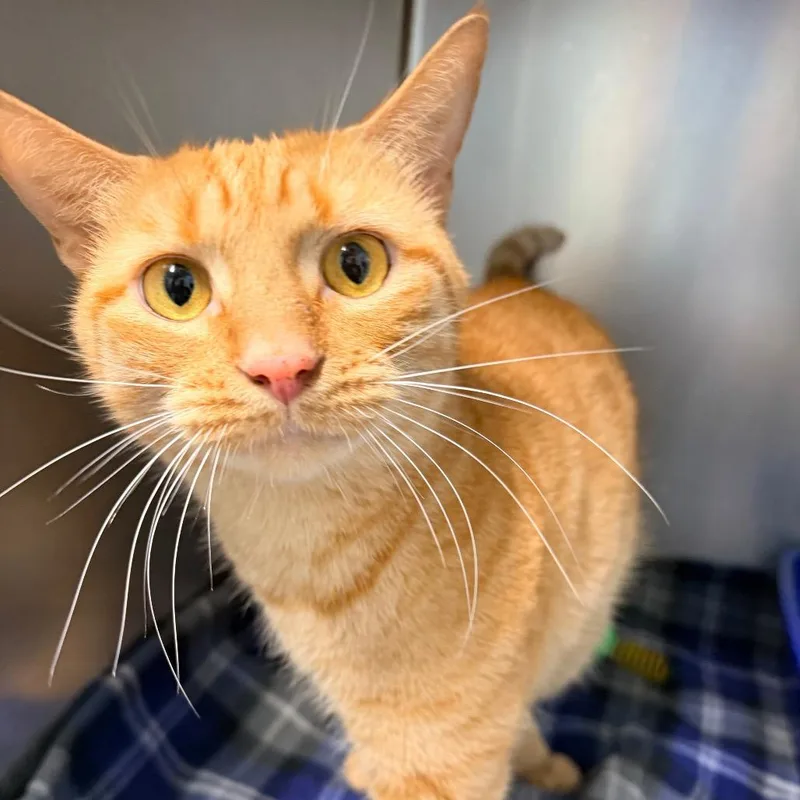 An adult medium-sized male Orange / Red Domestic Short Hair cat named Milo for adoption in Newark, NJ