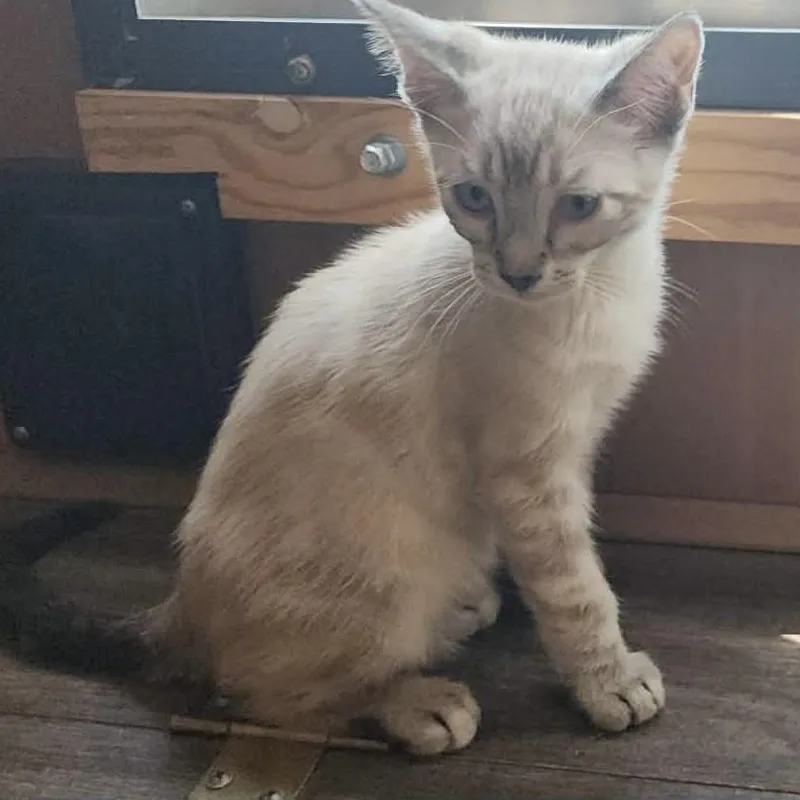 A baby medium-sized male Lilac Point Siamese cat named Erling for adoption in Mira Loma, CA