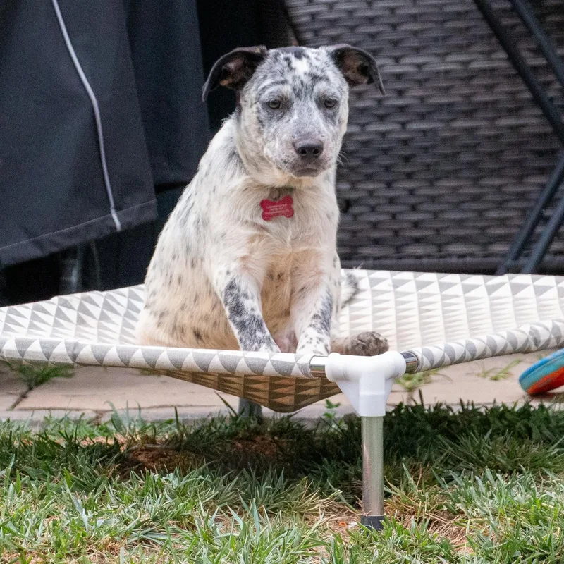 A baby medium-sized male Black Australian Cattle Dog / Blue Heeler dog named Tokyo for adoption in Houston, TX