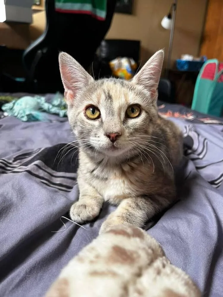A baby small-sized female Domestic Short Hair cat named Aretha for adoption in Skippack, PA