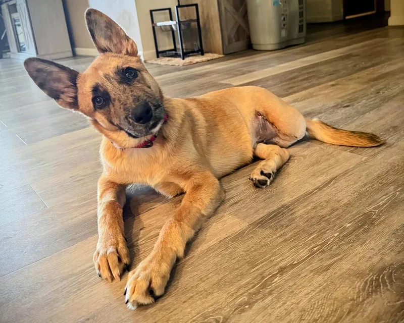 A young medium-sized male Tricolor (Brown, Black, & White) Shepherd dog named Skipper for adoption