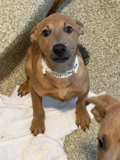 A baby medium-sized female Pit Bull Terrier dog named Chacha for adoption in Washington, DC