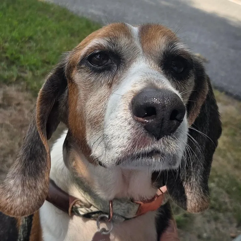 A senior medium-sized male Brown / Chocolate Beagle dog named Baxter Bonded with Carlos for adoption in Kennebunk, ME