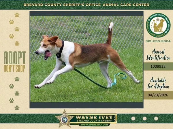 An adult large-sized male Mixed Breed dog named Woody for adoption in Melbourne, FL