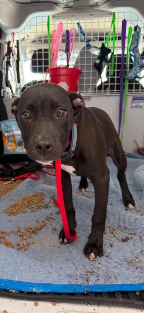 A baby large-sized male Mixed Breed dog named Wesley for adoption in Sapulpa, OK