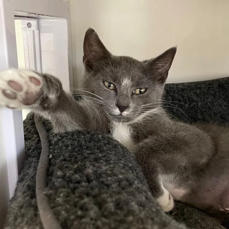 A young medium-sized male Domestic Short Hair cat named Star for adoption in Roanoke, VA