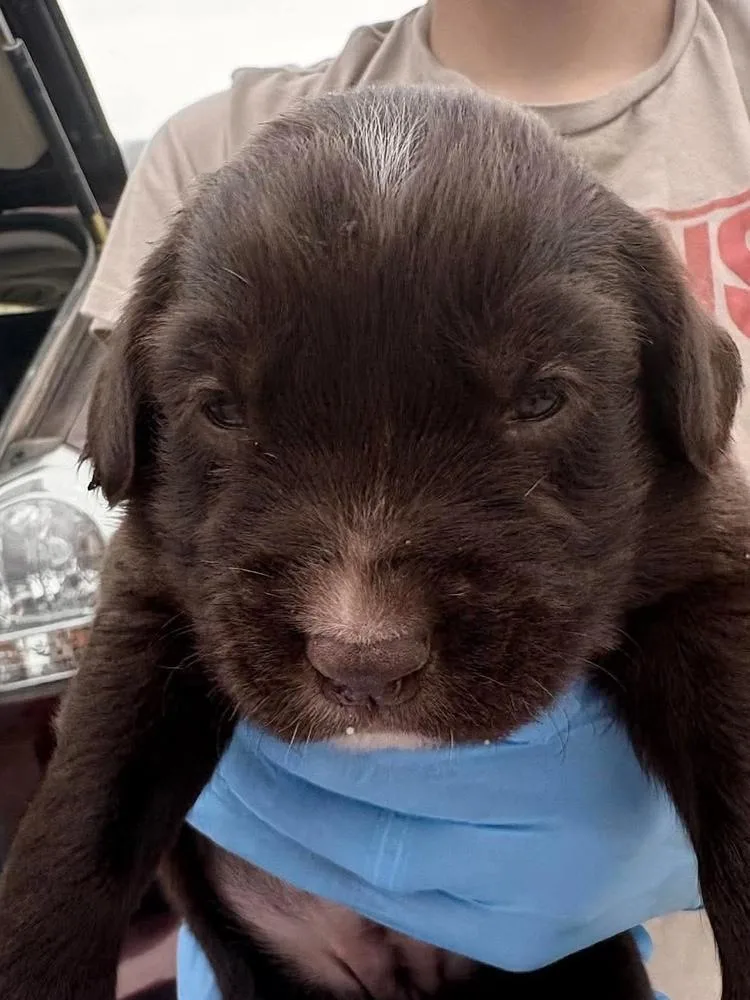 A baby medium-sized female Labrador Retriever dog named Rectangle for adoption in Bolivar, MO
