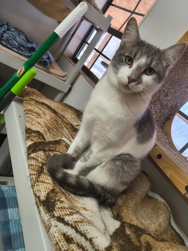 A young medium-sized male Domestic Short Hair cat named Orion for adoption in Berlin, MD