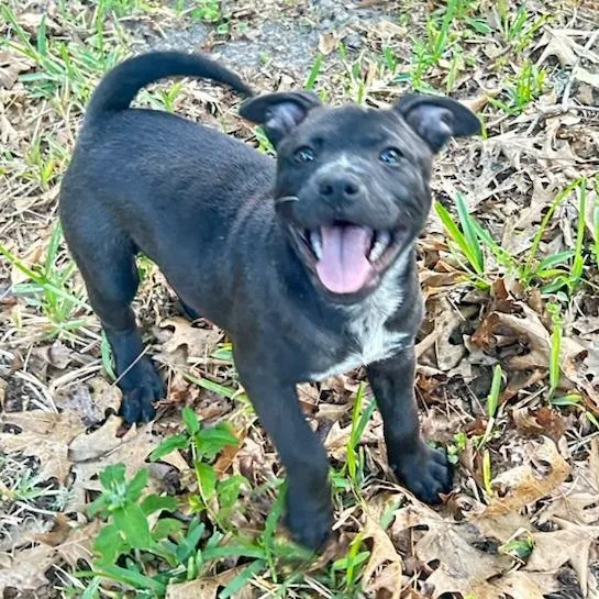 A baby small-sized female Black Mixed Breed dog named Emerald for adoption in Gainesville, FL