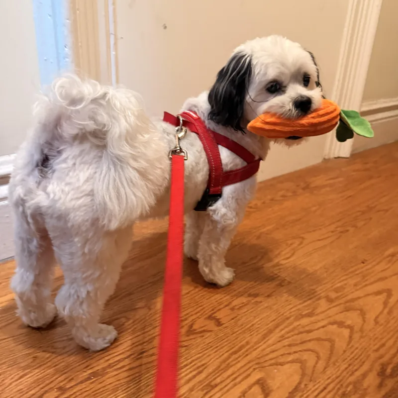 An adult small-sized male White / Cream Shih Tzu dog named Snoopy for adoption in New York, NY