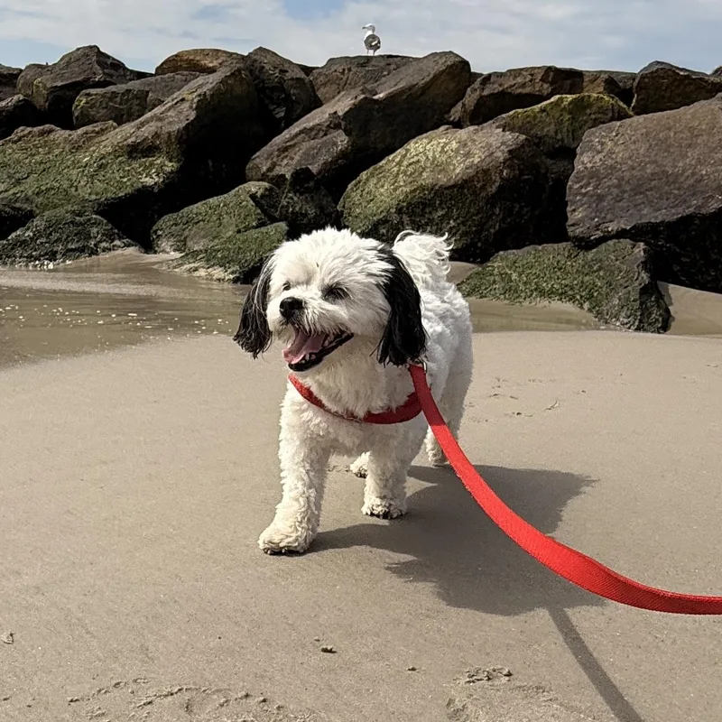 Snoopy thumbnail 5
