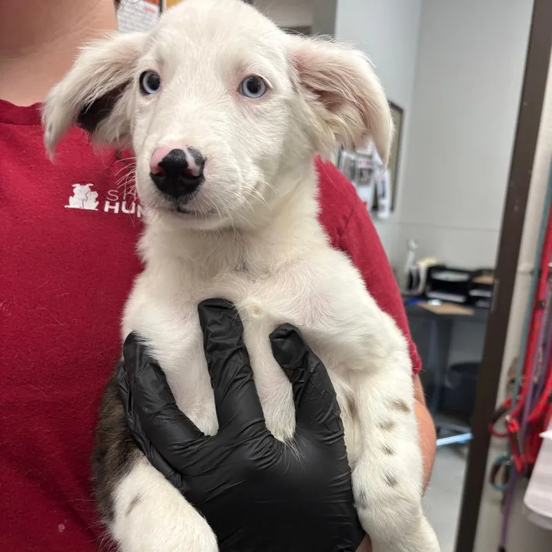 A baby medium-sized male White / Cream Mixed Breed dog named Turquoise for adoption in Columbiana, AL
