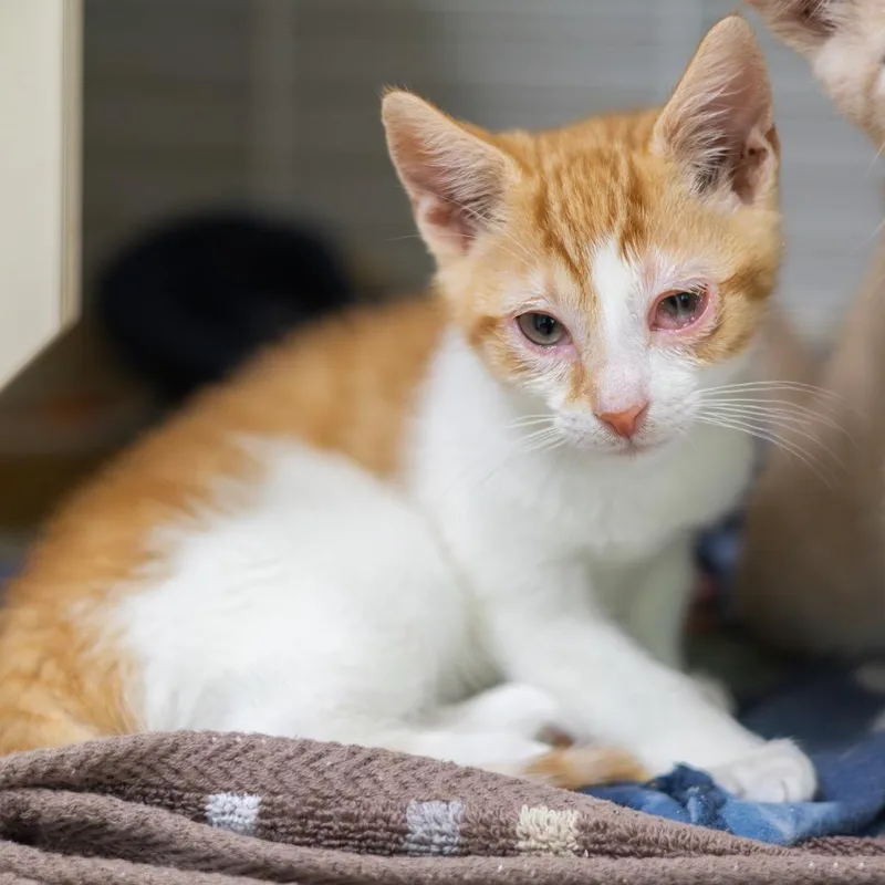 A baby small-sized male Orange / Red Domestic Short Hair cat named Alexander for adoption in Wilmington, DE