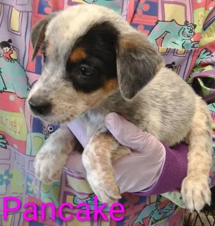 A young large-sized female Cattle Dog dog named Pancake for adoption in Kansas City, MO