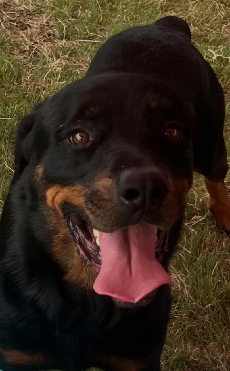 An adult extra large-sized male Rottweiler dog named Grizzly for adoption in Canyon, TX