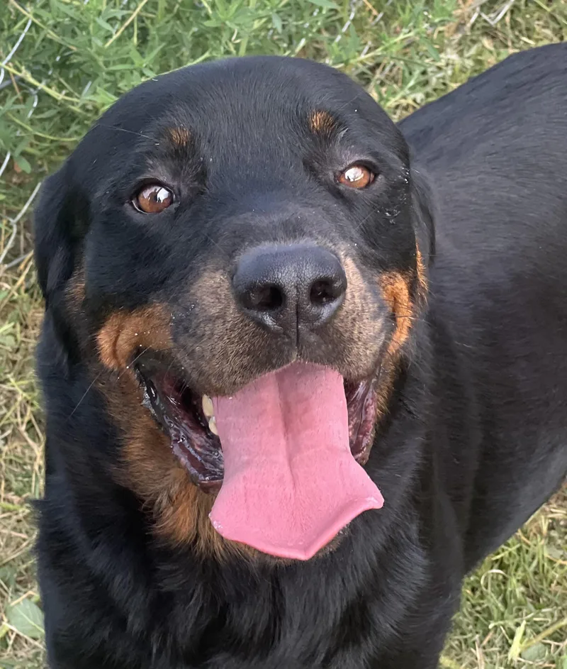 Grizzly thumbnail 2