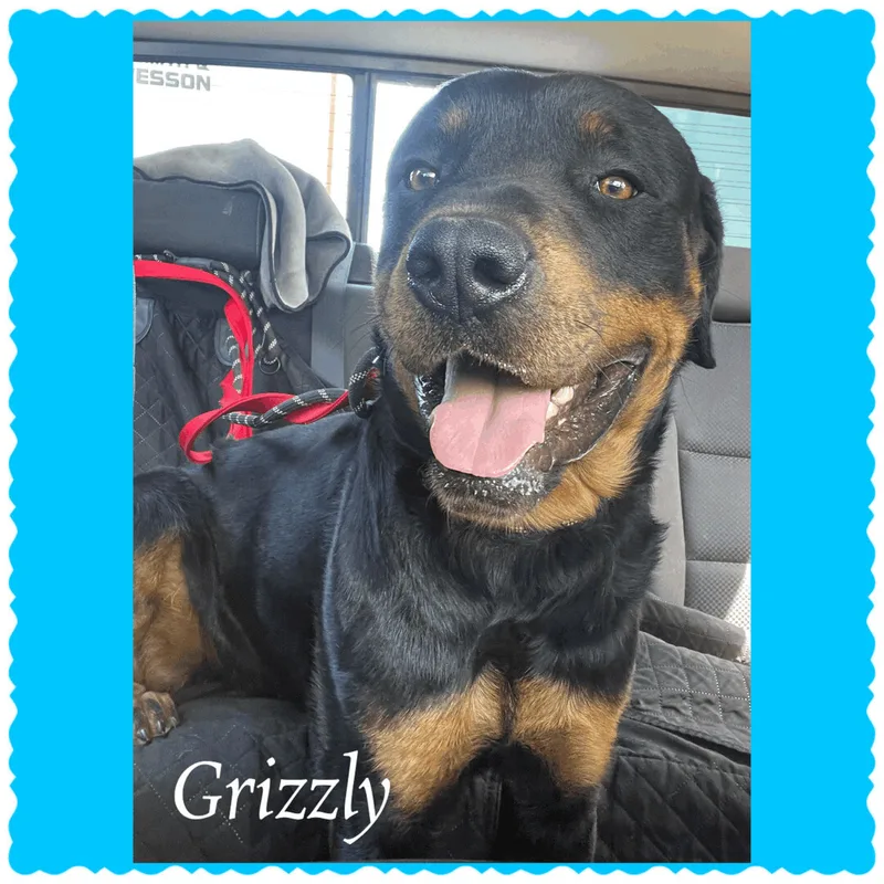 Grizzly thumbnail 4