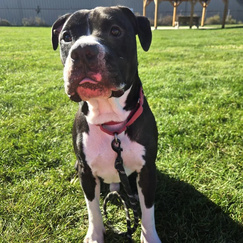 An adult large-sized male Black Pit Bull Terrier dog named Mr. Pickles for adoption in Champaign, IL