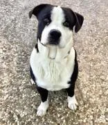 A young medium-sized male Black American Staffordshire Terrier dog named Panda for adoption in Houston, TX