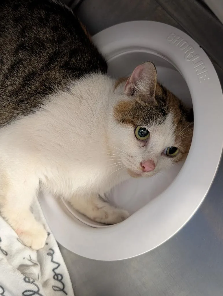 A baby medium-sized female Domestic Short Hair cat named Sugar for adoption in Sidney, NY