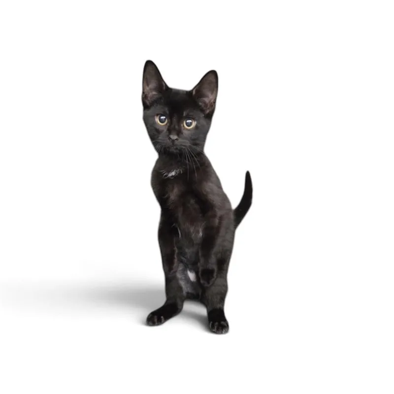 A baby small-sized female Black Domestic Short Hair cat named Alder Fire for adoption in Eaton Rapids, MI