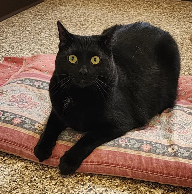 An adult small-sized female Domestic Short Hair cat named Ebony for adoption in Fremont, OH