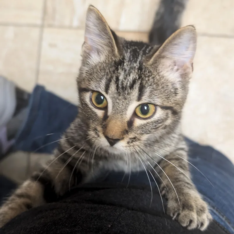 A baby medium-sized male Tabby (Brown / Chocolate) Domestic Short Hair cat named Ziggy for adoption in Jefferson, WI