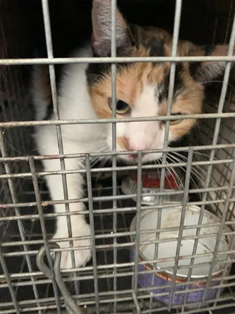An adult small-sized female Domestic Short Hair cat named Jocelyn for adoption in San Jose, CA