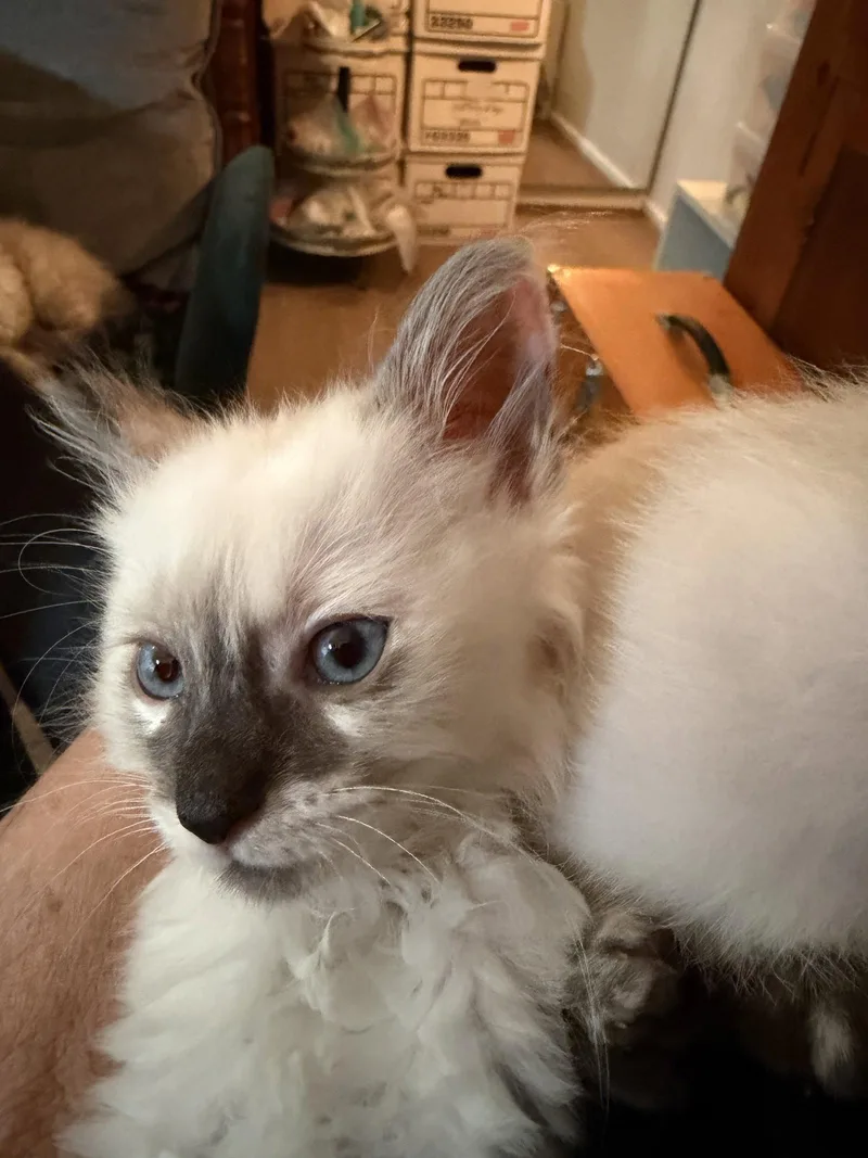 A baby medium-sized female Siamese cat named Tillamook for adoption in Laguna Niguel, CA