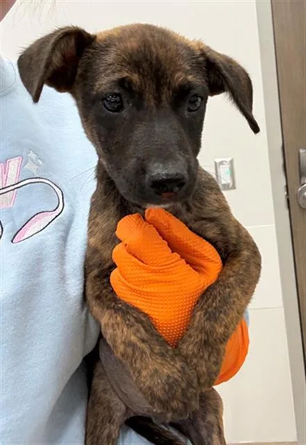 A baby small-sized male Pit Bull Terrier dog named Tommy Lee for adoption in Baytown, TX