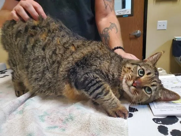 A senior large-sized male Domestic Short Hair cat named Chulo for adoption in Oceanside, CA