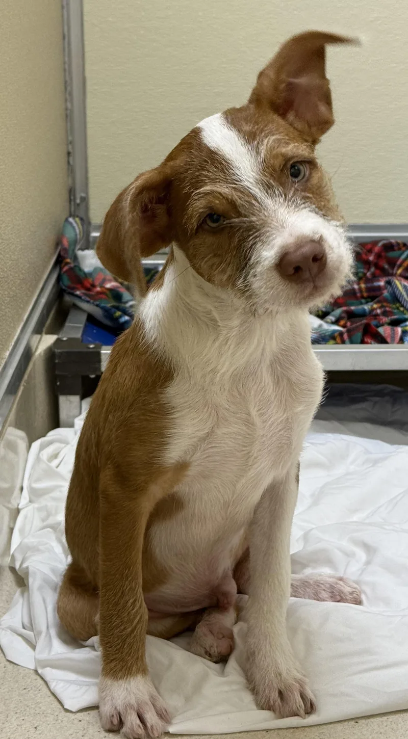 A baby medium-sized male Golden Terrier dog named Yashi for adoption in Pawleys Island, SC