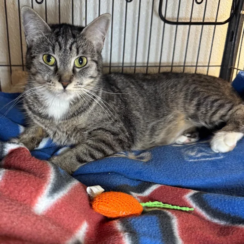 A young medium-sized female Domestic Short Hair cat named Kellie for adoption in Saginaw, MI