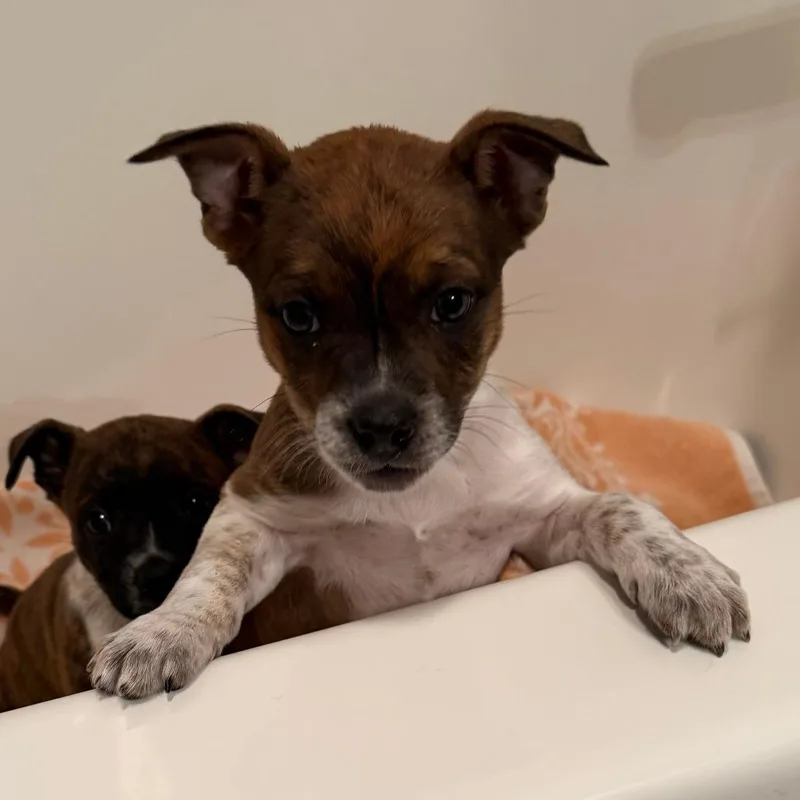 A baby small-sized female Brindle Boston Terrier dog named Bartoli for adoption in Normal, IL