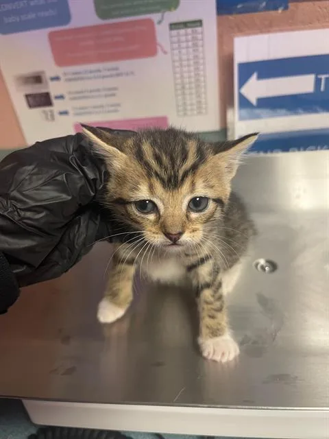 A baby small-sized female Domestic Short Hair cat named Carson for adoption in Columbia, SC