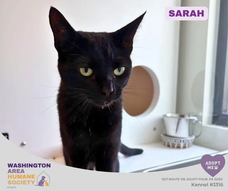 An adult medium-sized female Black Domestic Short Hair cat named Sarah for adoption in Eighty Four, PA