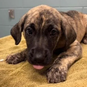 A young large-sized female Shepherd dog named Autumn for adoption in Kansas City, MO