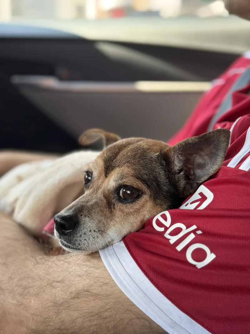 An adult small-sized female Chihuahua dog named Fiona for adoption in Brooklyn, NY