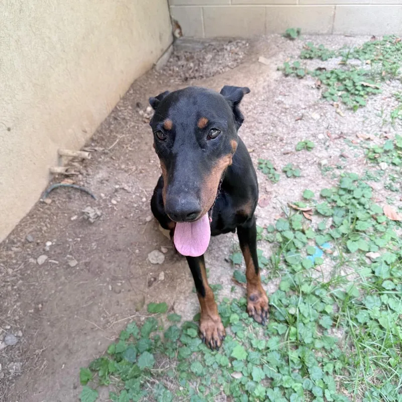 An adult medium-sized female Black Doberman Pinscher dog named Jessie for adoption in Birmingham, AL