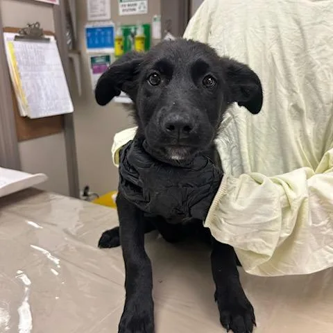 A baby small-sized male Black Mixed Breed dog named Springstein for adoption in Knoxville, TN