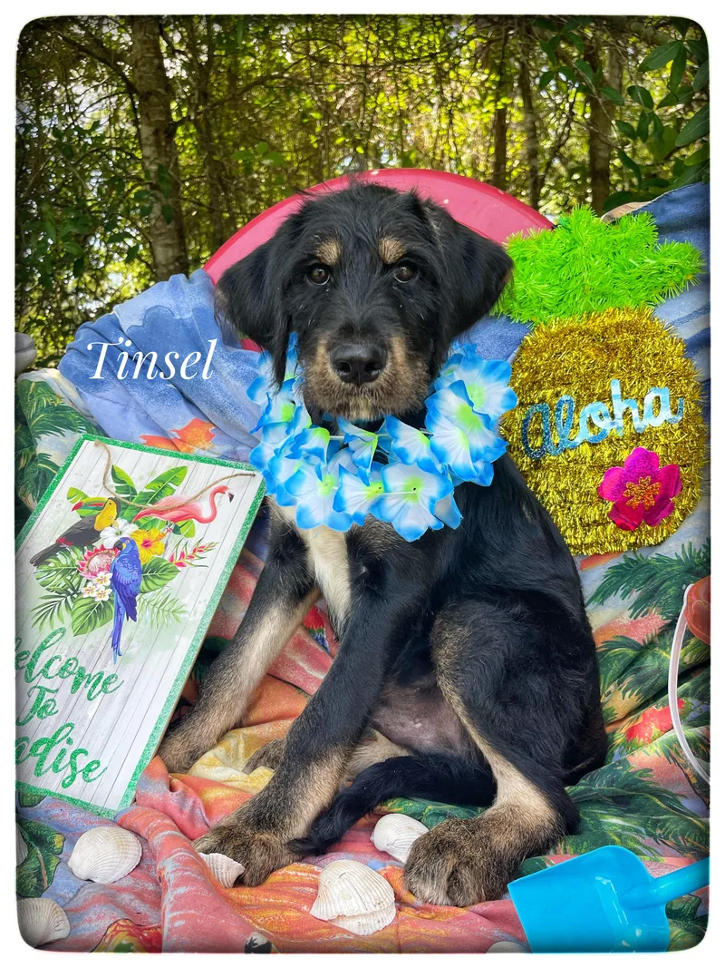 Tinsel thumbnail 2