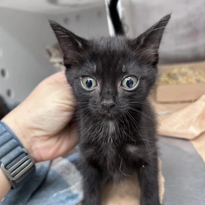 A baby small-sized male Black Domestic Short Hair cat named Mark for adoption in Bastrop, TX