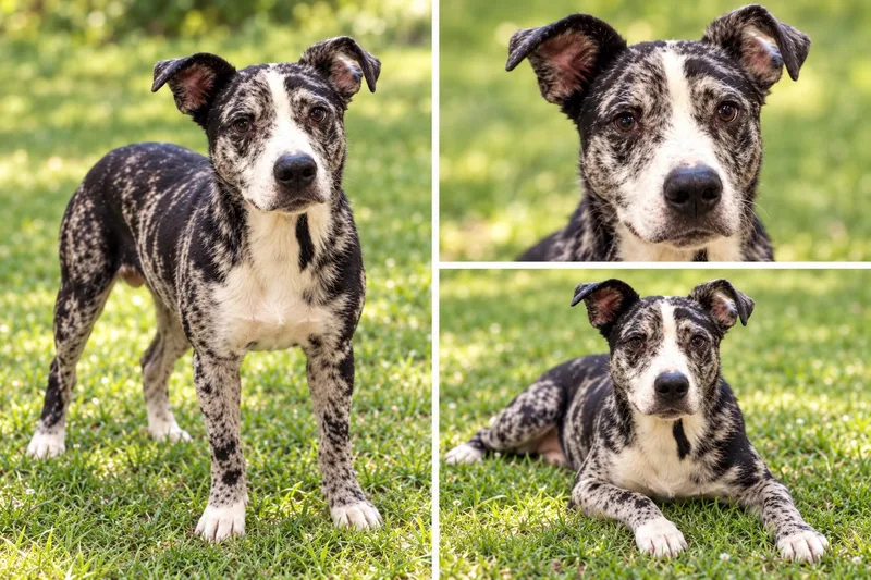 A young medium-sized male Catahoula Leopard Dog dog named Tucker for adoption in Kiln, MS