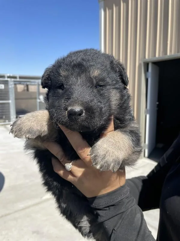 Knox