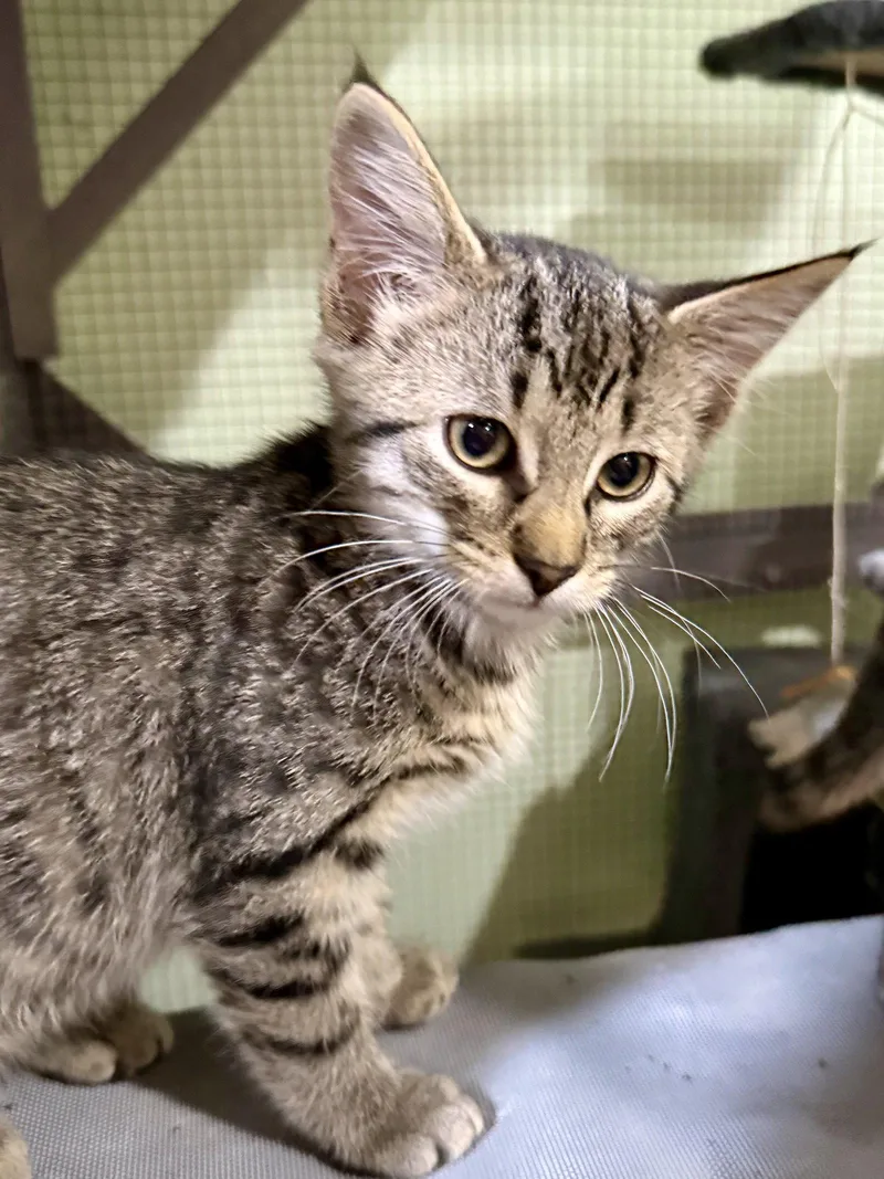 A baby medium-sized female Domestic Short Hair cat named CAT  Toffee for adoption in GILBERTS, IL