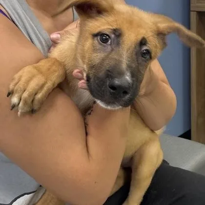 A young medium-sized male Brown / Chocolate Shepherd dog named Trouble for adoption in Converse, TX