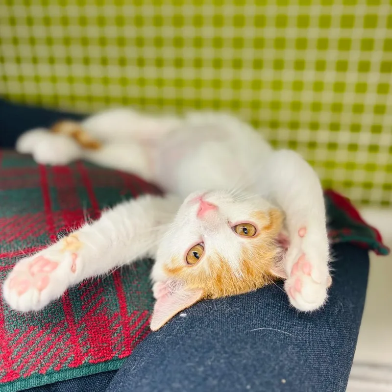 A baby small-sized female White Domestic Short Hair cat named Indy for adoption in Woodbury, NJ