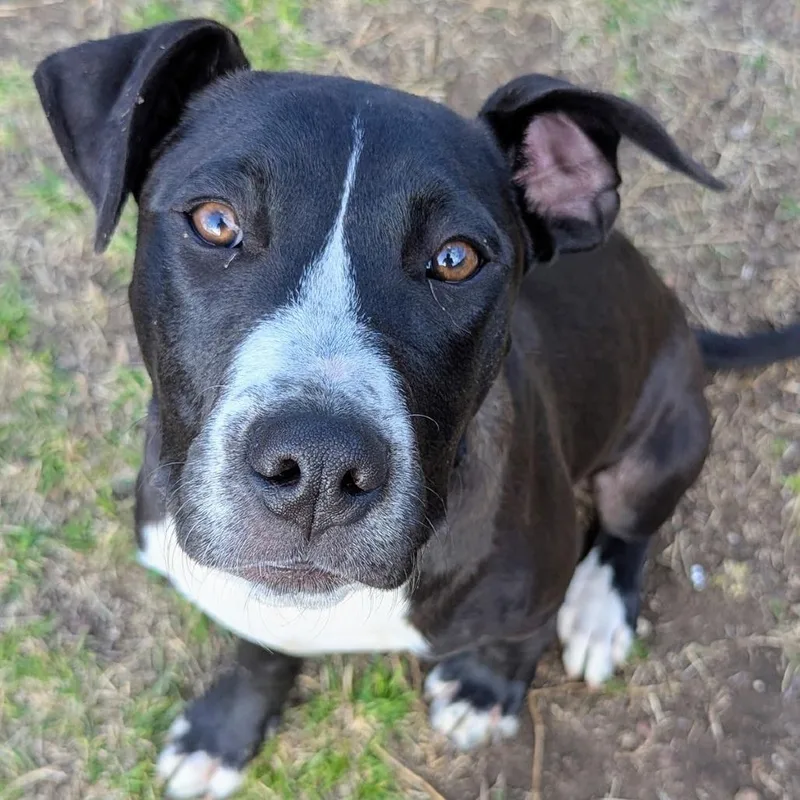 A baby medium-sized male Black Labrador Retriever dog named Blackjack for adoption in Tulsa, OK
